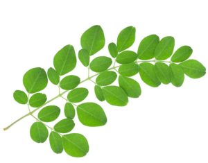 Moringa leaf
