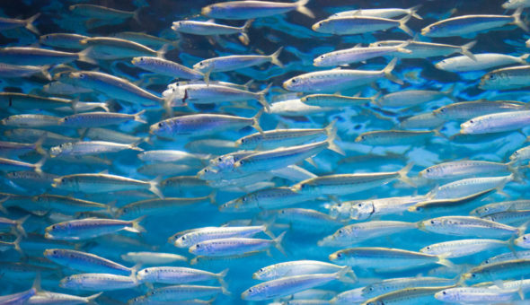 sardines.rebecca.katz