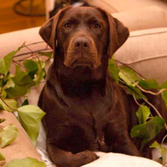 why moringa is good, ruby love, moringa, dog cancer, dog nutrition, miracle tree, natural remedies for cancer