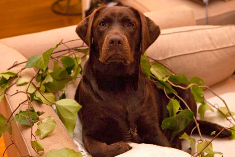 why moringa is good, ruby love, moringa, dog cancer, dog nutrition, miracle tree, natural remedies for cancer