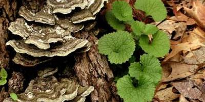 MM.Turkey_Tail_Stock_504_0