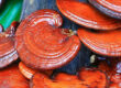 reishi, medicinal mushrooms, integrative cancer therapies, natural remedies for cancer, dog cancer, my dog has cancer