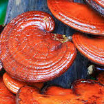 reishi, medicinal mushrooms, integrative cancer therapies, natural remedies for cancer, dog cancer, my dog has cancer