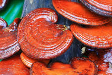 reishi, medicinal mushrooms, integrative cancer therapies, natural remedies for cancer, dog cancer, my dog has cancer