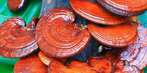 MM.reishi.medicinal.mushrooms reishi, medicinal mushrooms, integrative cancer therapies, natural remedies for cancer, dog cancer, my dog has cancer