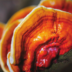 Medicinal Mushrooms for cancer and arthritis