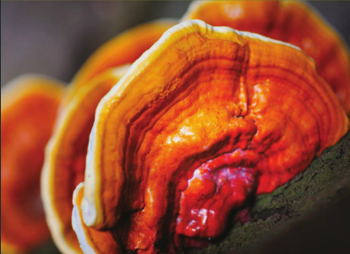 Medicinal Mushrooms for cancer and arthritis