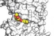 cancer, turmeric, curcumin, dog cancer, natural remedies for cancer, my dog has cancer, cancer