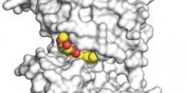 cancer, turmeric, curcumin, dog cancer, natural remedies for cancer, my dog has cancer, cancer