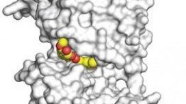 TC.crystal.curcumin.turmeric cancer, turmeric, curcumin, dog cancer, natural remedies for cancer, my dog has cancer, cancer