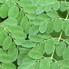 moringa, dog cancer, natural remedies for cancer, dog nutrition, miracle tree