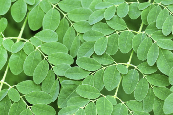 moringa, dog cancer, natural remedies for cancer, dog nutrition, miracle tree