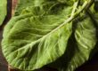 vitamin c, collard greens, dogs, dog health, dog cancer, dog nutrition
