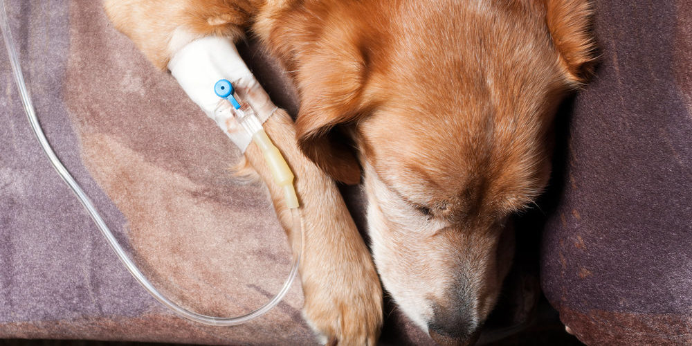 vitamin C dog lying on bed with cannula in vein taking infusion vitamin c, dog cancer, natural remedies, intravenous vitamin c, cancer
