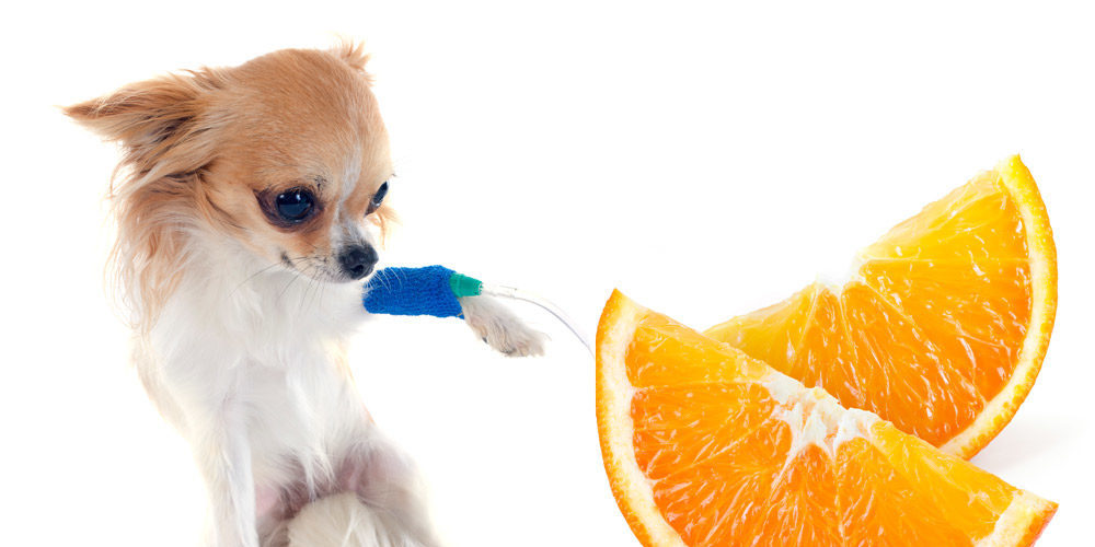 C.vitaminC.intravenous.dogs.cancer vitamin C, dog cancer, dog health, intravenous vitamin C, natural remedies