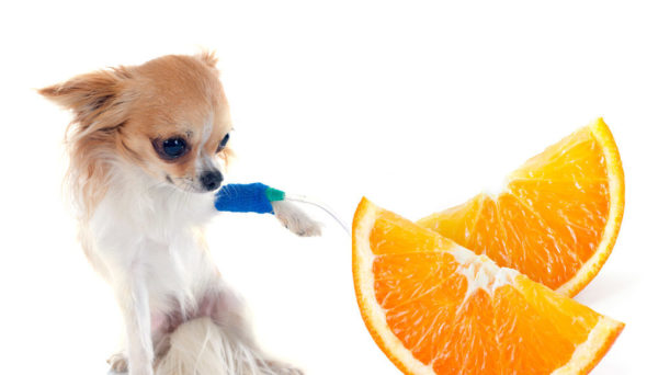 C.vitaminC.intravenous.dogs.cancer vitamin C, dog cancer, dog health, intravenous vitamin C, natural remedies
