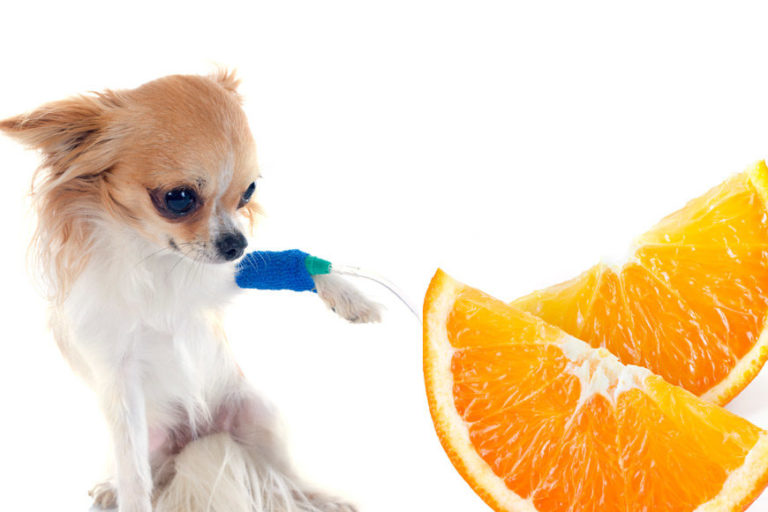 C.vitaminC.intravenous.dogs.cancer vitamin C, dog cancer, dog health, intravenous vitamin C, natural remedies