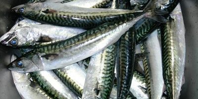 I.sardines.iodine.dogs.cancer iodine, sardines, dog health, cancer, dog cancer