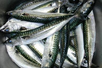 iodine, sardines, dog health, cancer, dog cancer
