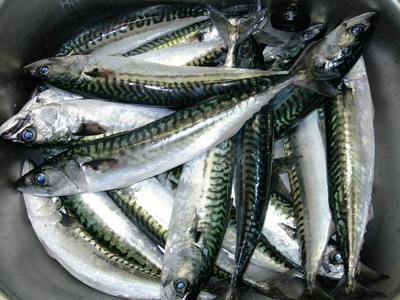 I.sardines.iodine.dogs.cancer iodine, sardines, dog health, cancer, dog cancer