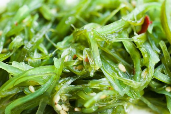 I.iodine.seaweed.kelp.nutrition iodine, dogs, dog cancer, kelp, sea vegetables