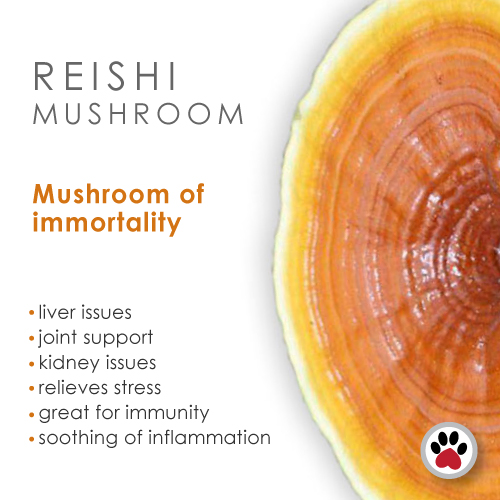 reishi
