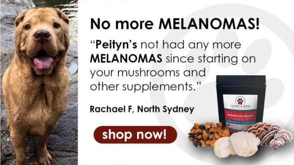 Mushrooms immunity cancer I LOVE A DOG