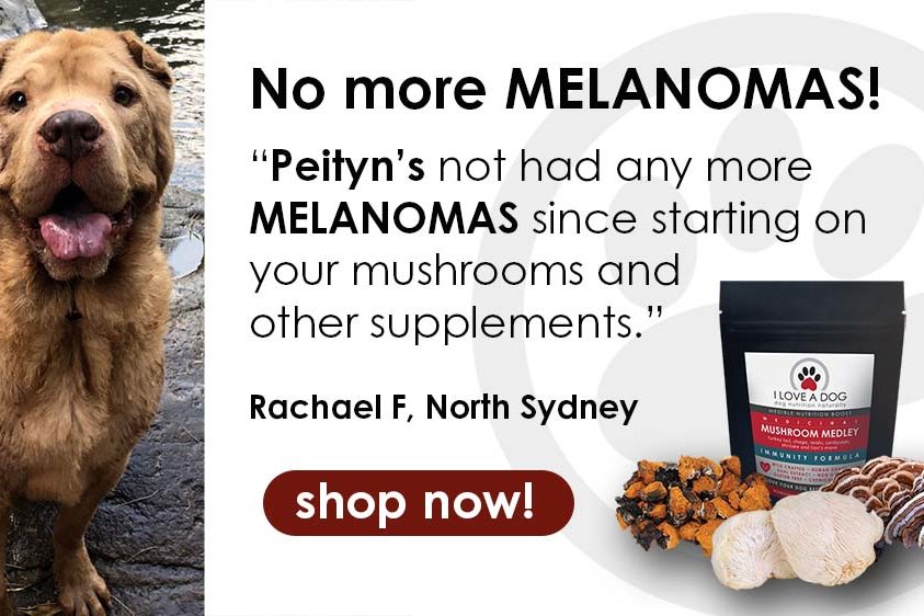 Mushrooms immunity cancer I LOVE A DOG