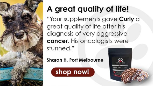 Mushrooms turkey tail cancer I LOVE A DOG