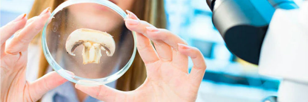 I LOVE A DOG Mushrooms