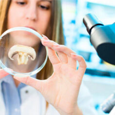 I LOVE A DOG Mushrooms