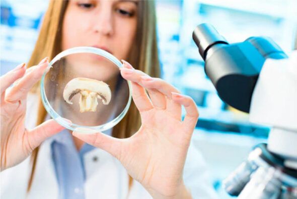 I LOVE A DOG Mushrooms