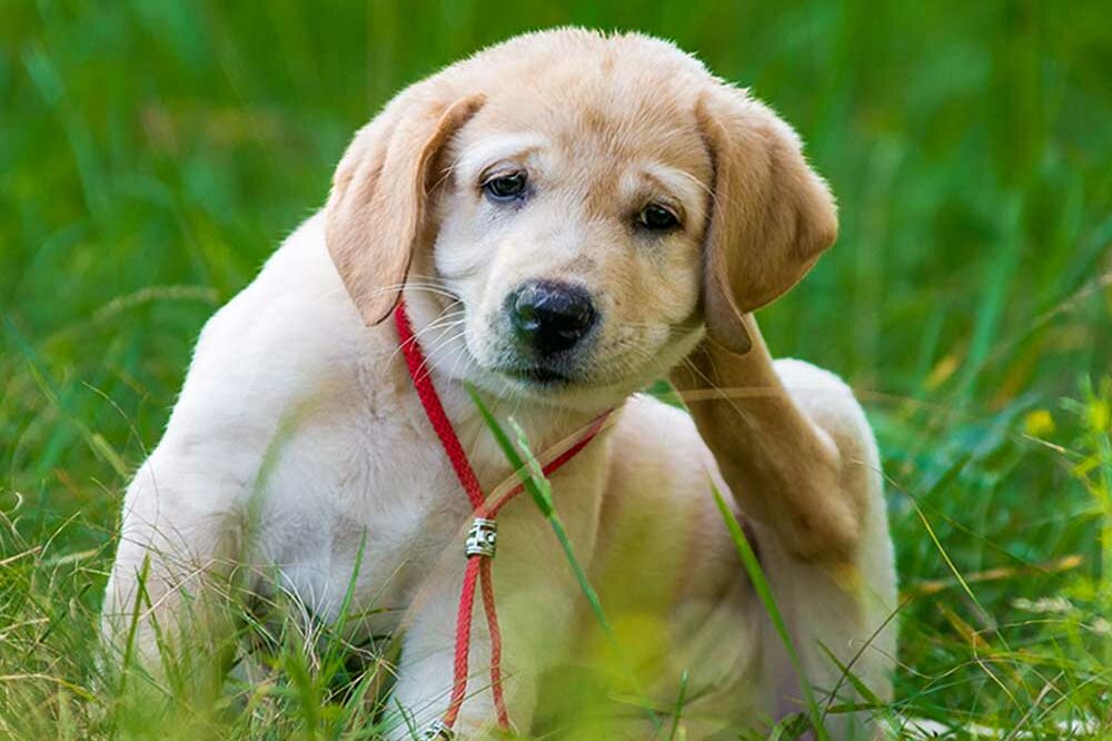 I LOVE A DOG Allergies