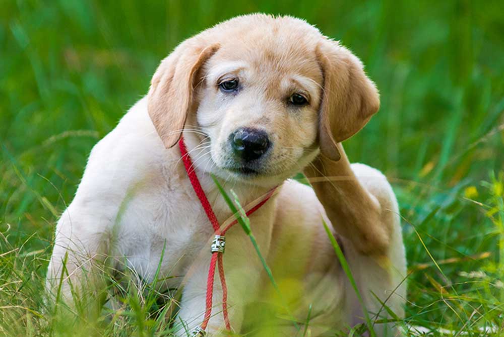 I LOVE A DOG Allergies